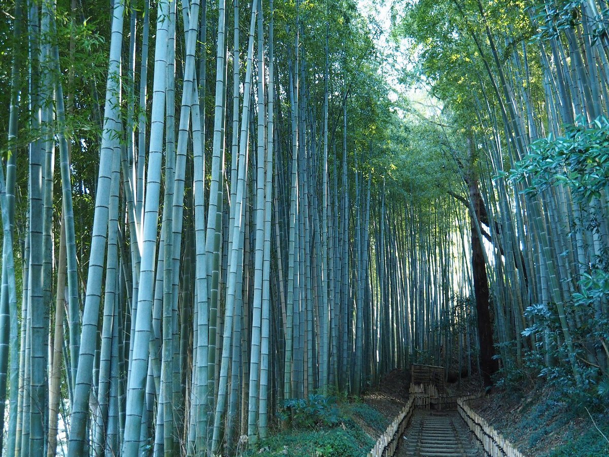 🎍 직박구리 언덕 (히요도리자카) 이미지 5